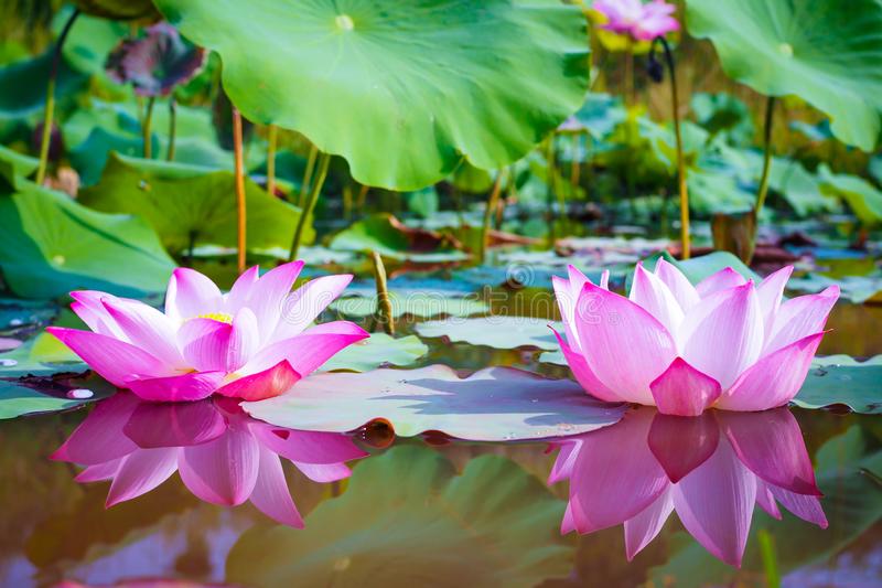 Detail Lotus Flower Images Free Nomer 14