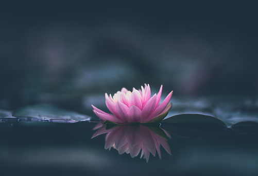 Detail Lotus Flower Images Free Nomer 18