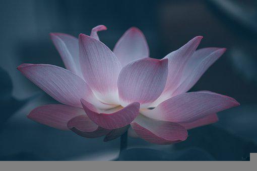 Detail Lotus Flower Images Free Nomer 20