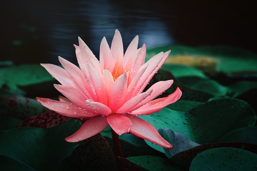Detail Lotus Flower Images Free Nomer 22