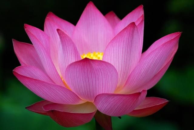 Detail Lotus Flower Images Free Nomer 39