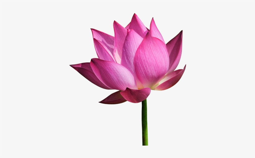 Detail Lotus Flower Images Free Nomer 40