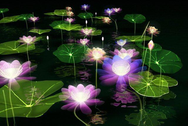 Detail Lotus Flower Images Free Nomer 41