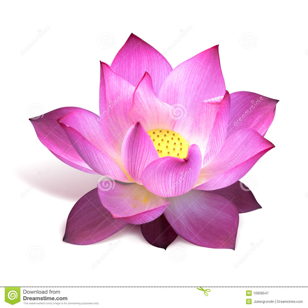 Detail Lotus Flower Images Free Nomer 42