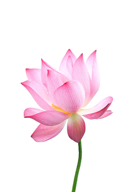 Detail Lotus Flower Images Free Nomer 43