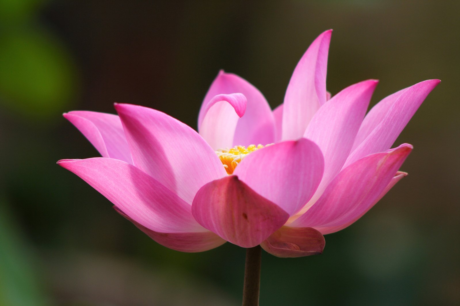 Detail Lotus Flower Images Free Nomer 44