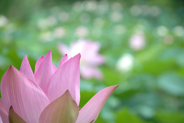 Detail Lotus Flower Images Free Nomer 54