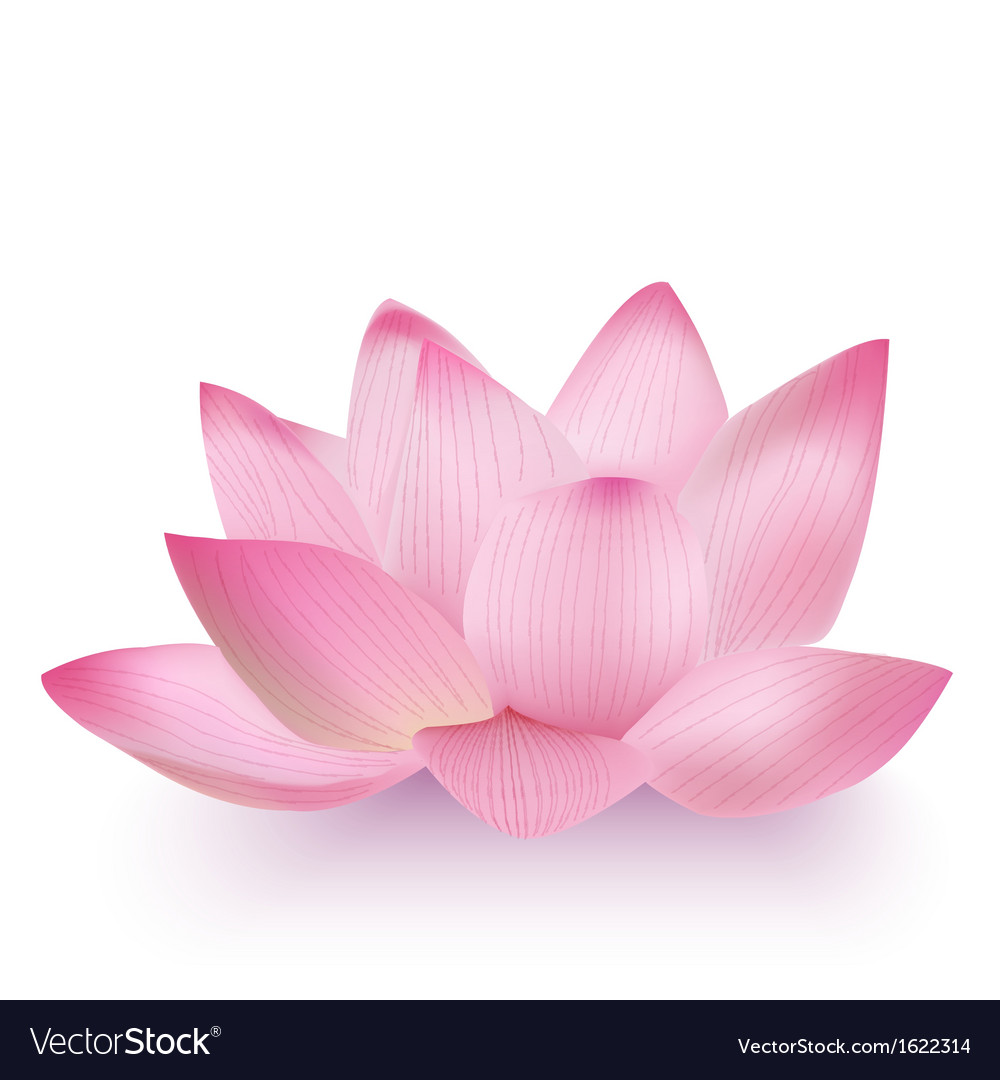 Detail Lotus Flower Images Free Nomer 6