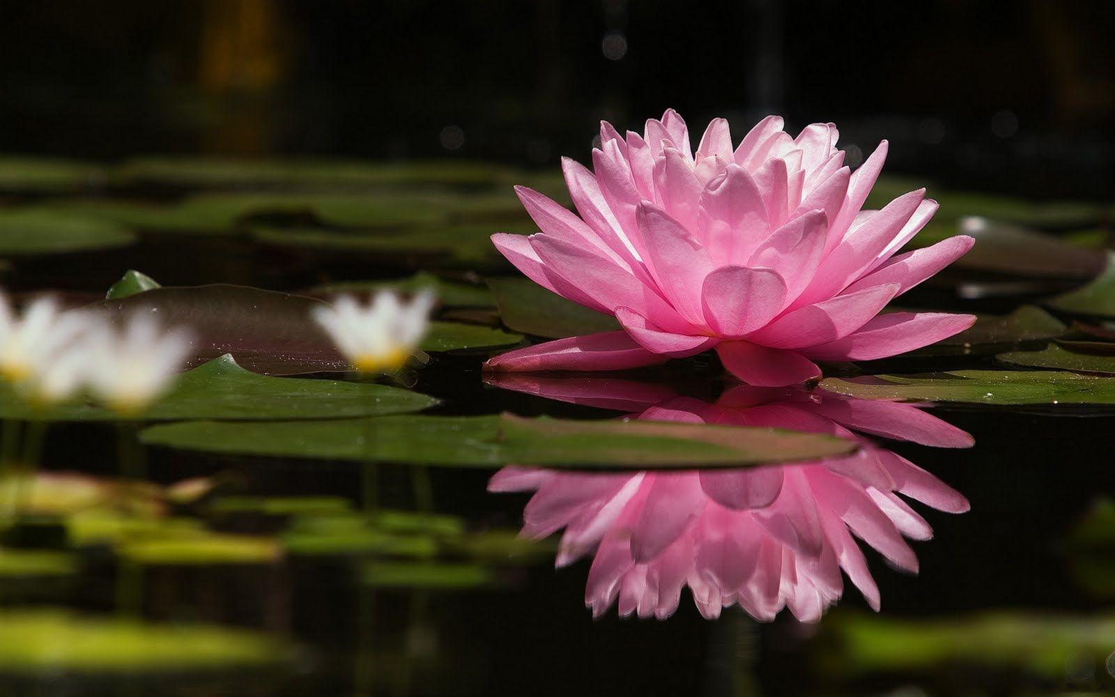 Detail Lotus Flower Images Hd Nomer 13