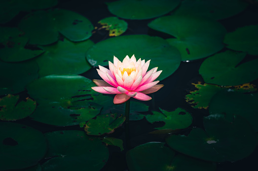 Detail Lotus Flower Images Hd Nomer 5