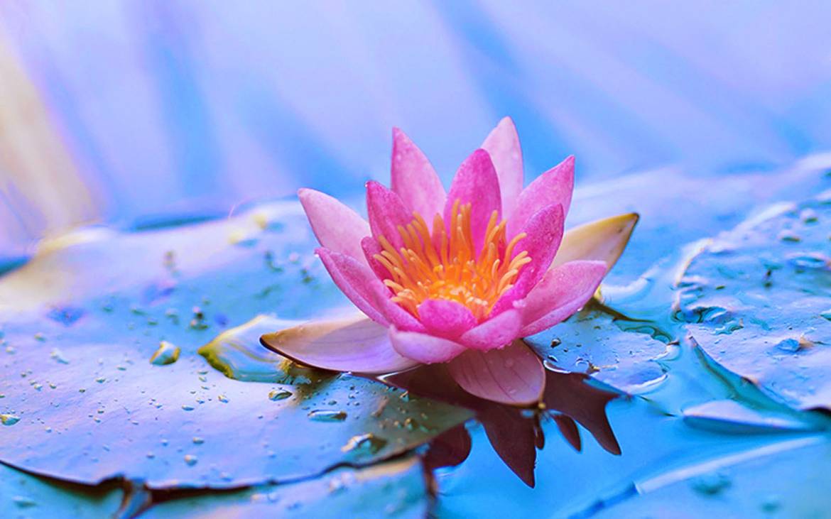 Detail Lotus Flower Images Hd Nomer 36