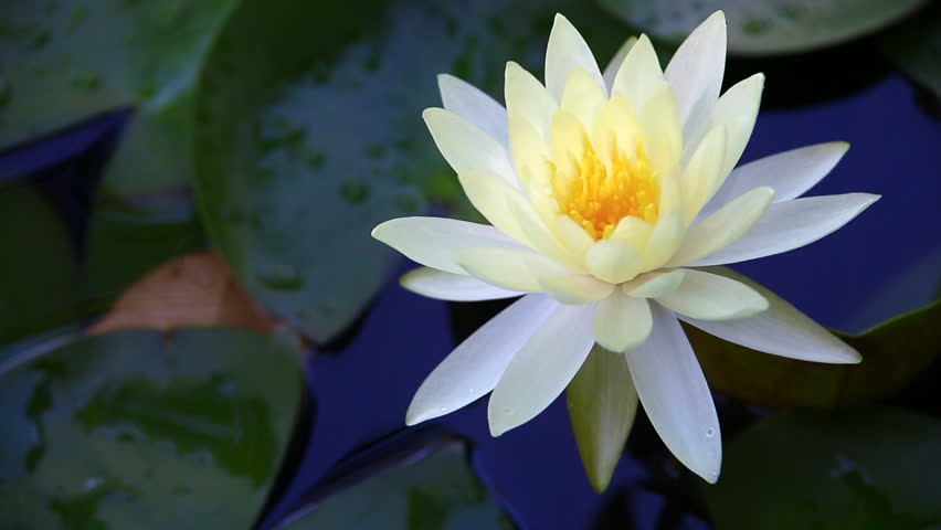 Detail Lotus Flower Images Hd Nomer 38