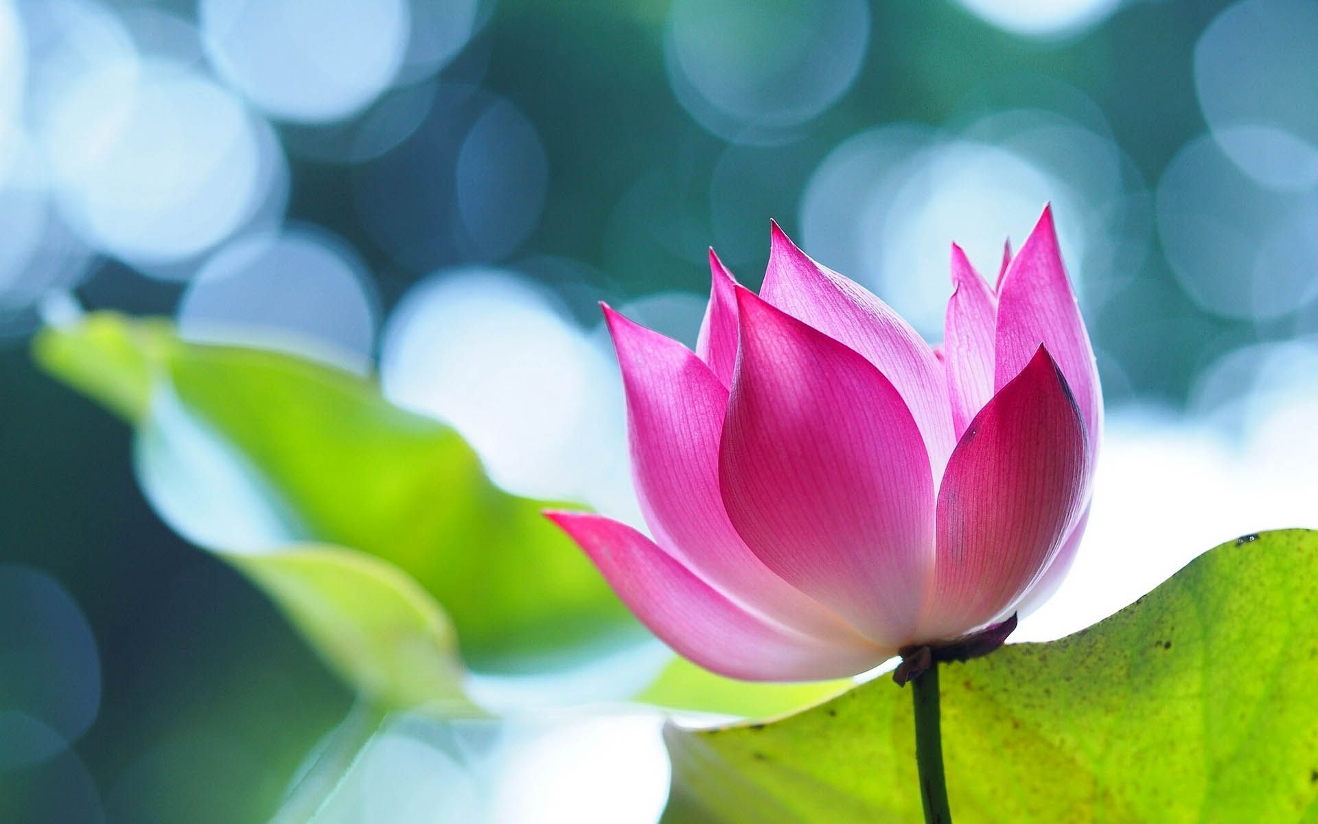 Detail Lotus Flower Images Hd Nomer 6