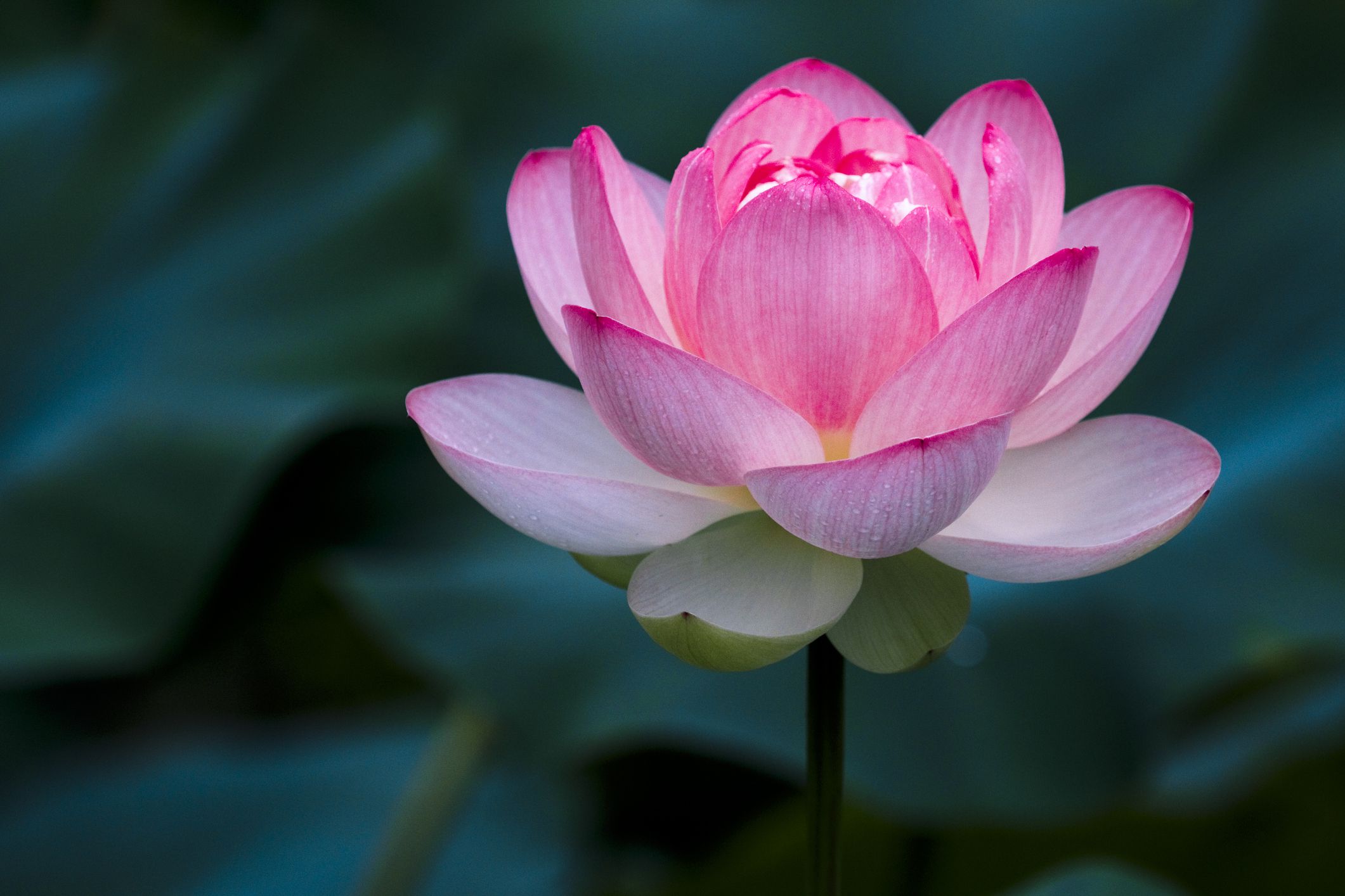 Lotus Flower Pic - KibrisPDR