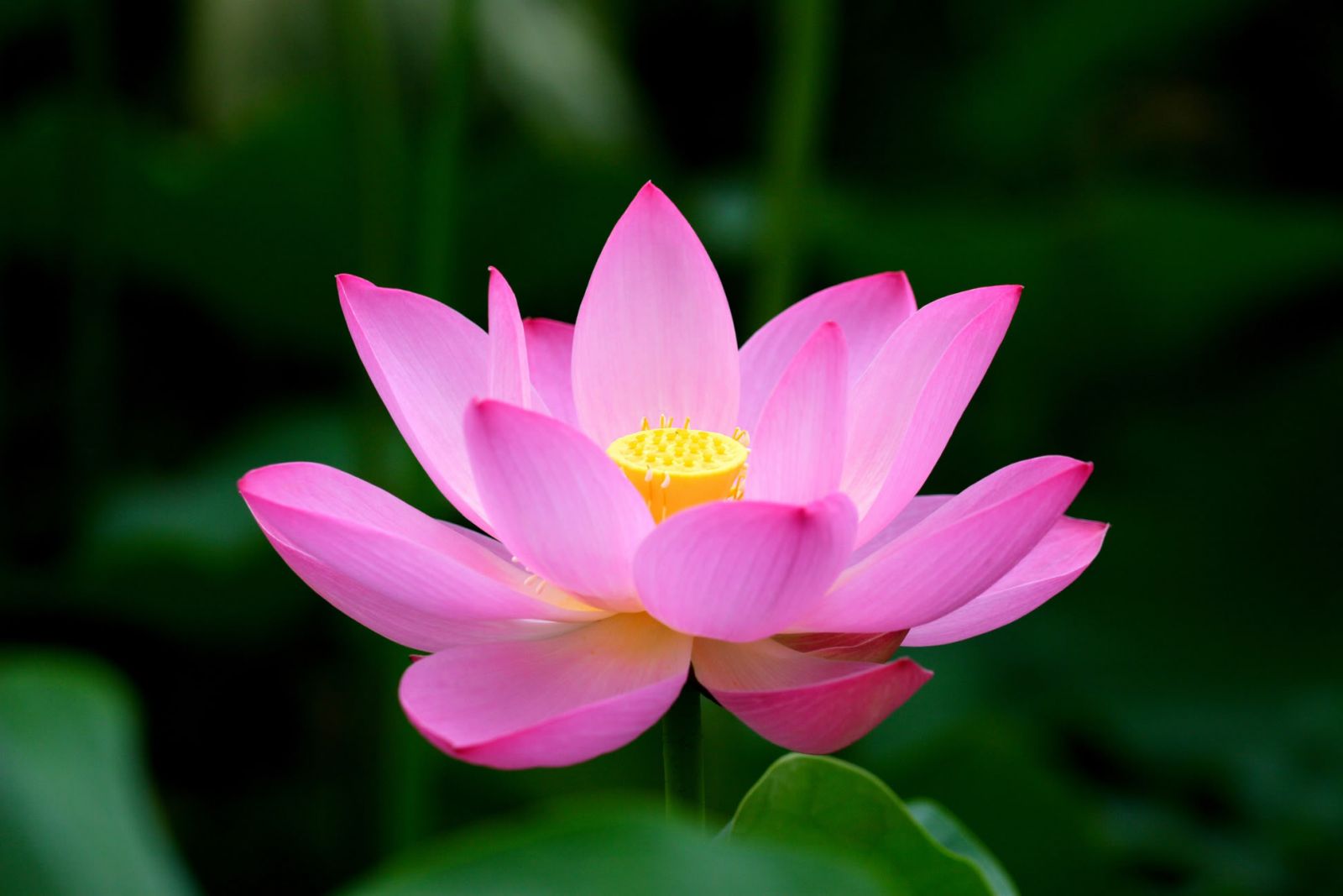 Detail Lotus Flower Pic Nomer 13