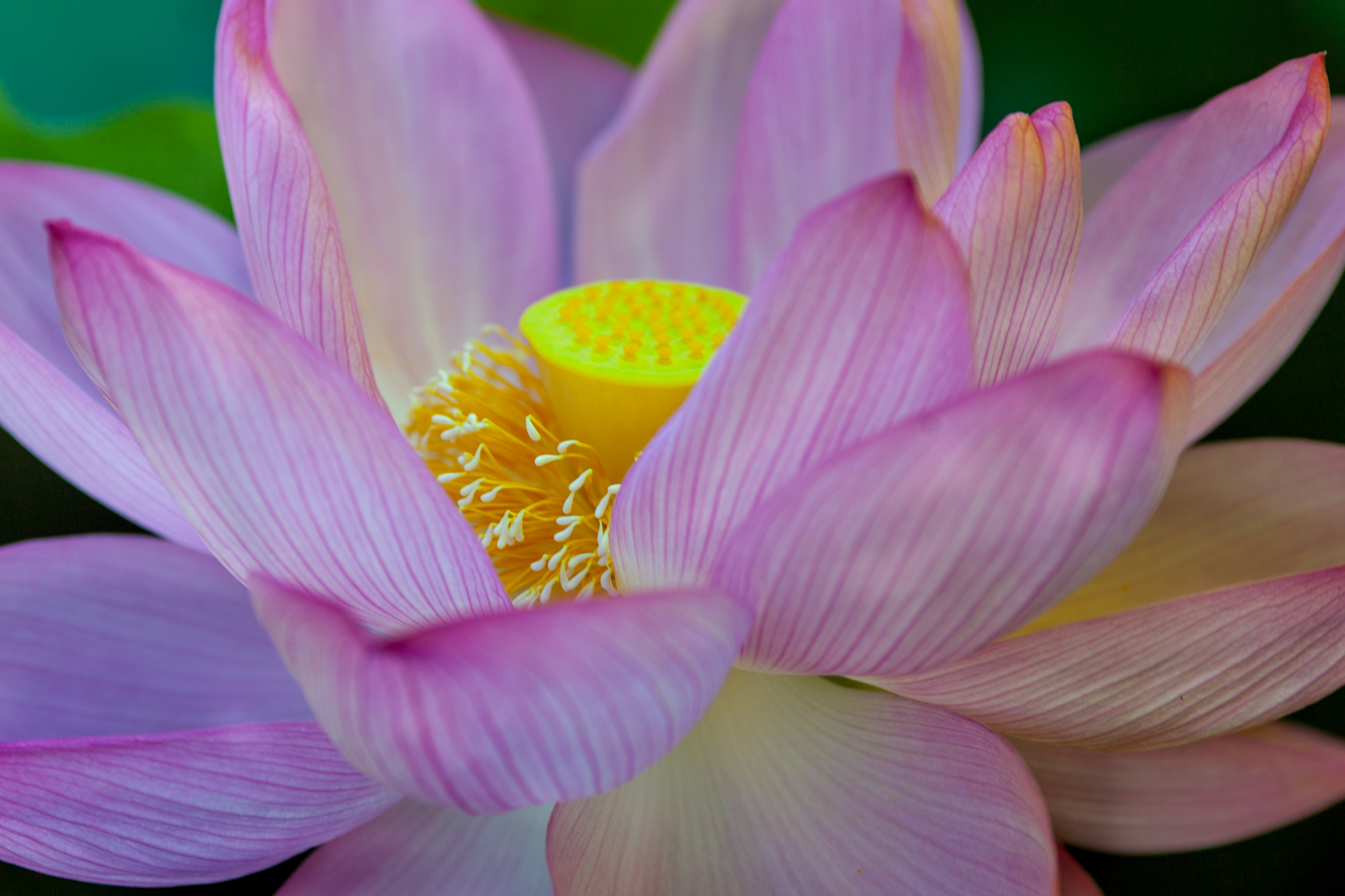 Detail Lotus Flower Pic Nomer 49