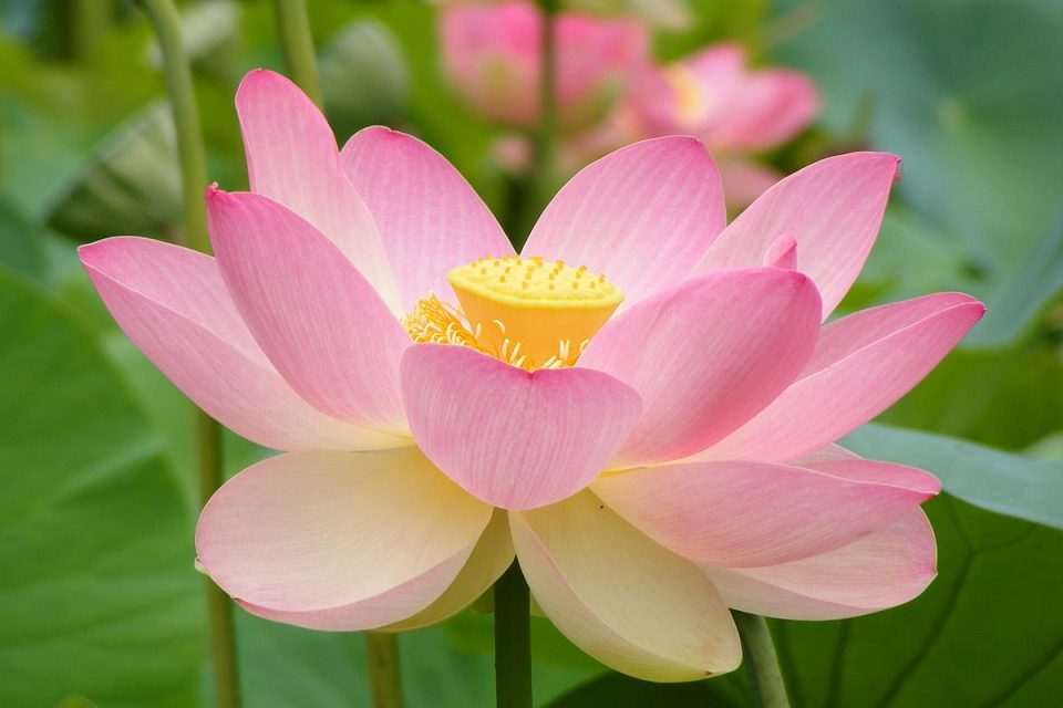 Detail Lotus Flower Pics Nomer 20