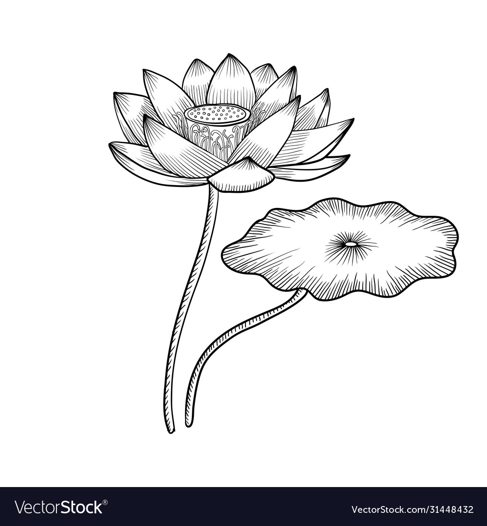 Detail Lotus Flower Pics Nomer 25