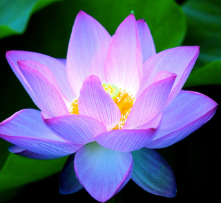 Detail Lotus Flower Pics Nomer 29