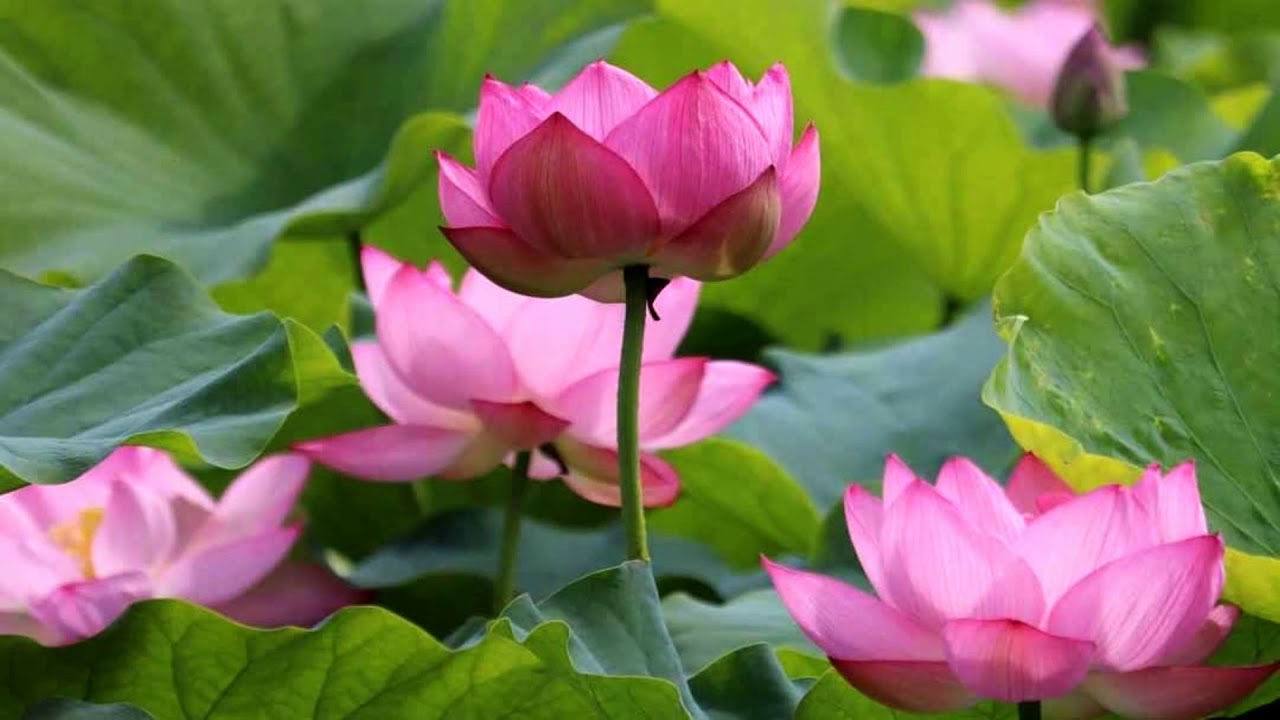 Detail Lotus Flower Pics Nomer 30