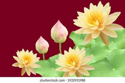 Detail Lotus Flower Pics Nomer 34