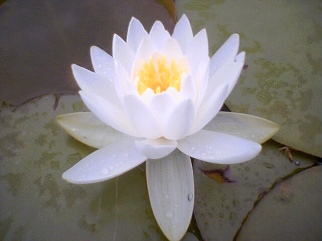 Detail Lotus Flower Pics Nomer 35