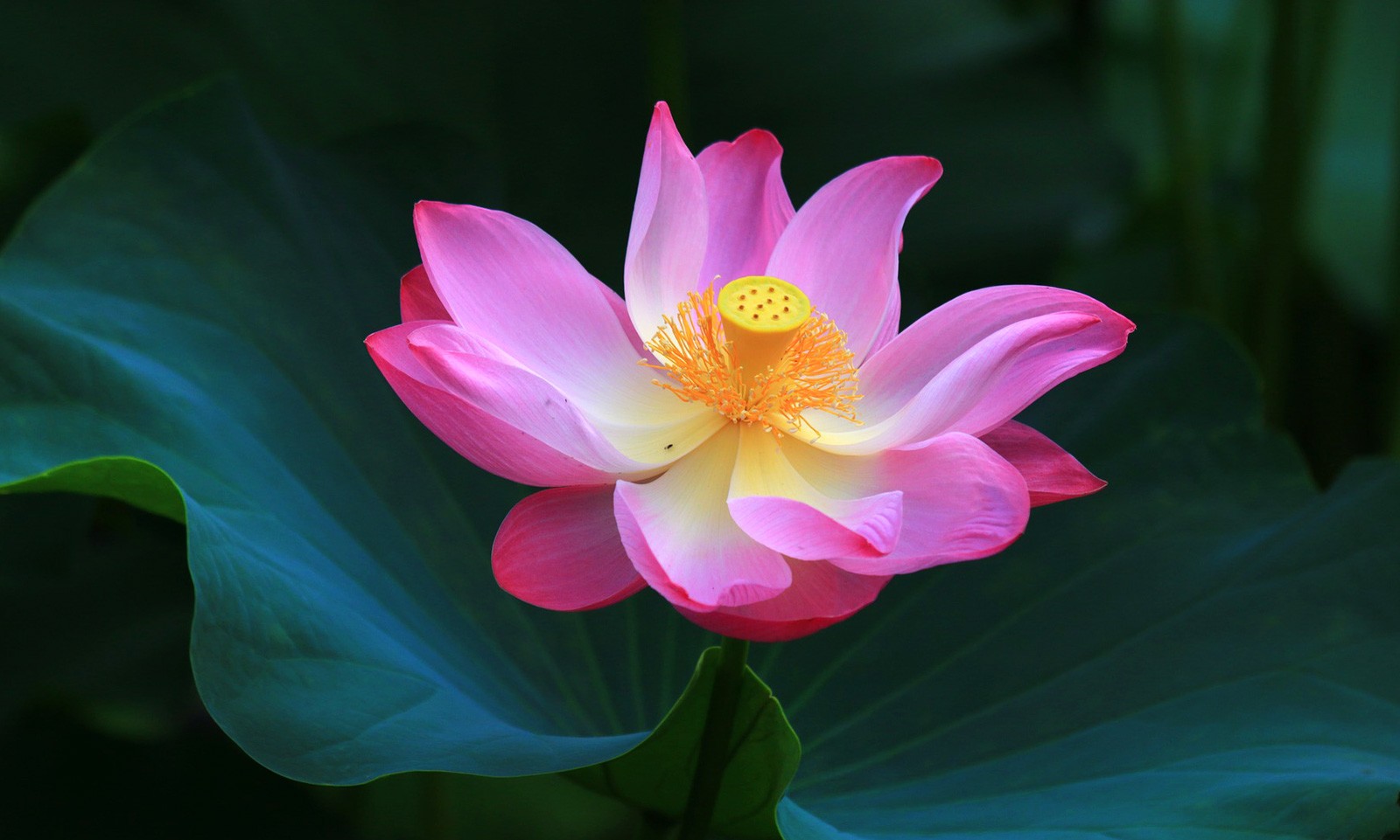 Detail Lotus Flower Pics Nomer 42