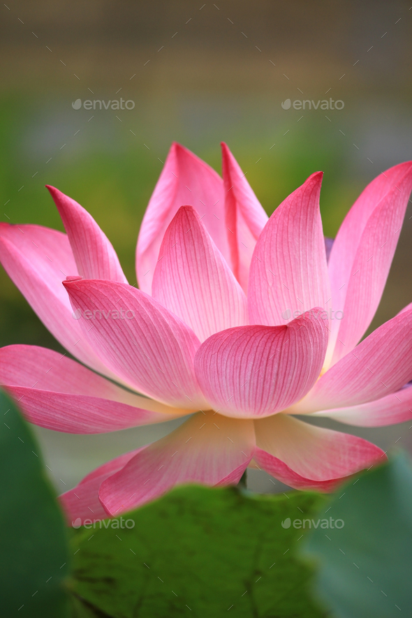 Detail Lotus Flower Pics Nomer 45