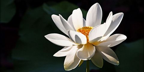 Download Lotus Flower Pics Nomer 46