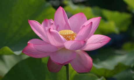 Detail Lotus Flower Pics Nomer 47