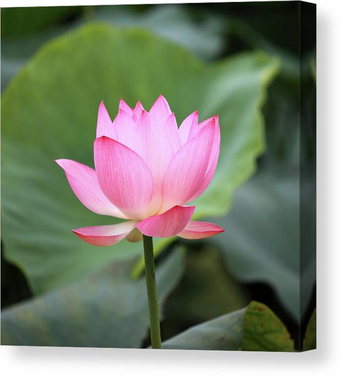 Detail Lotus Flower Pics Nomer 48