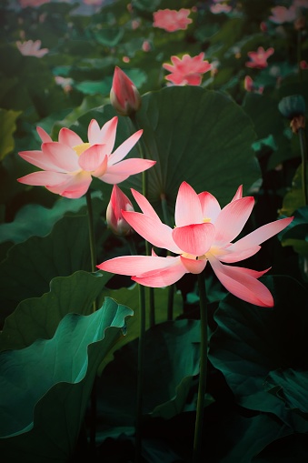 Detail Lotus Flower Pics Nomer 50