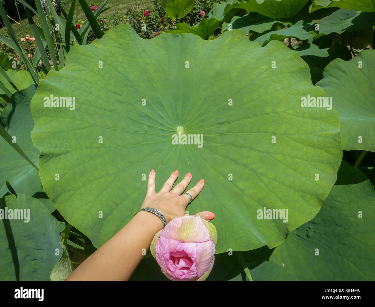 Detail Lotus Flower Size Nomer 10