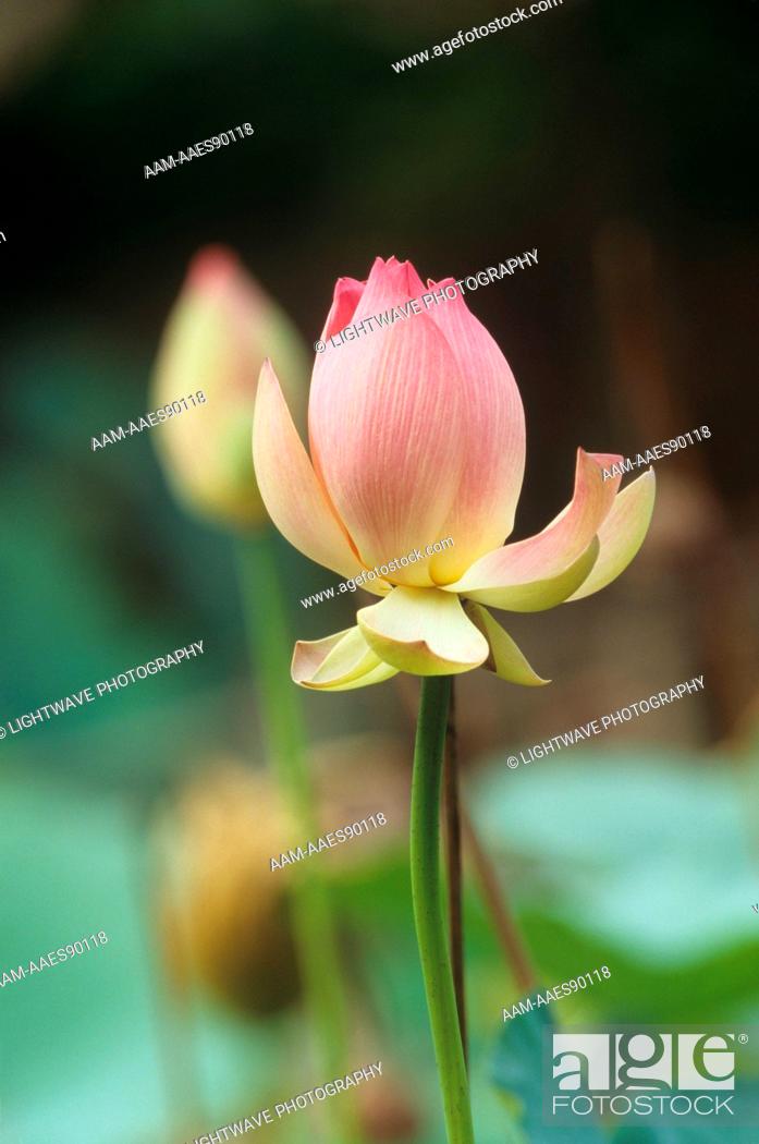 Detail Lotus Flower Size Nomer 34