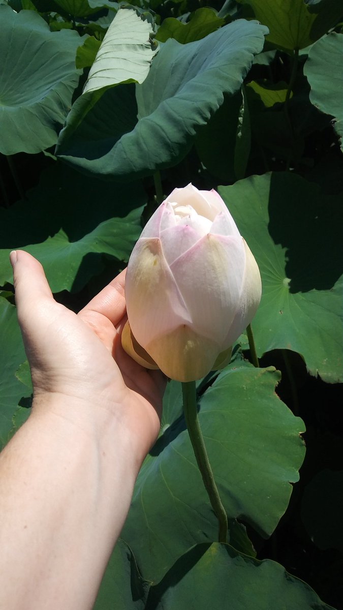 Detail Lotus Flower Size Nomer 7
