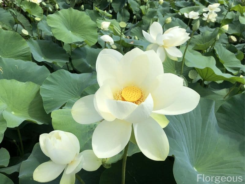 Detail Lotus Flower Size Nomer 9