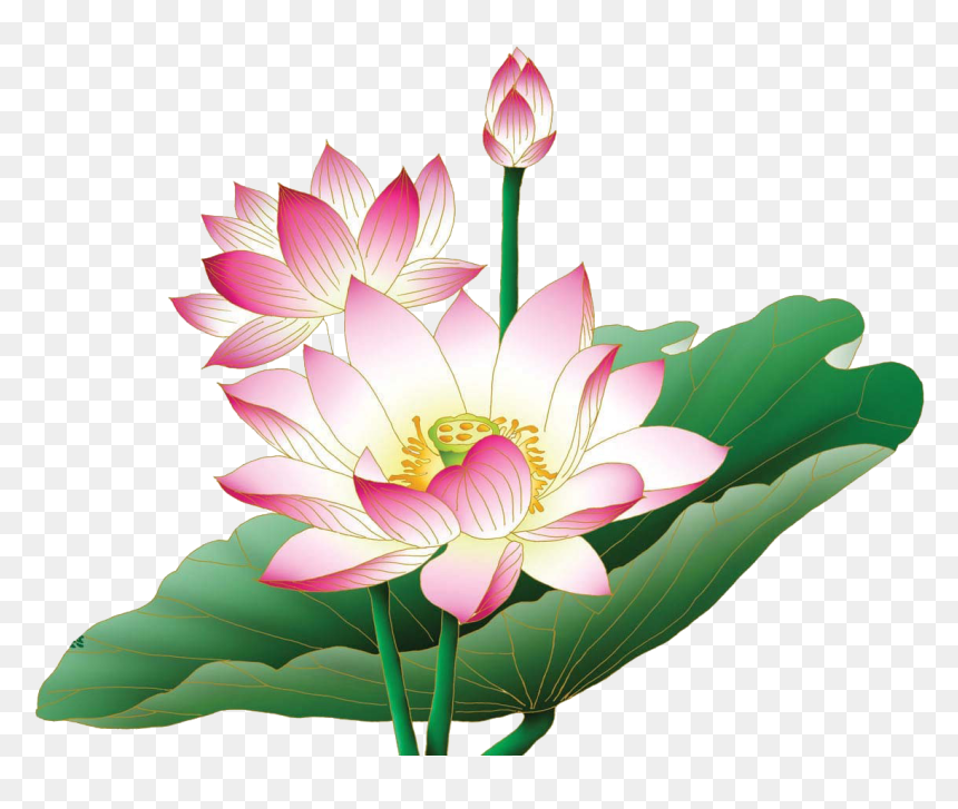 Detail Lotus Flower Transparent Nomer 11