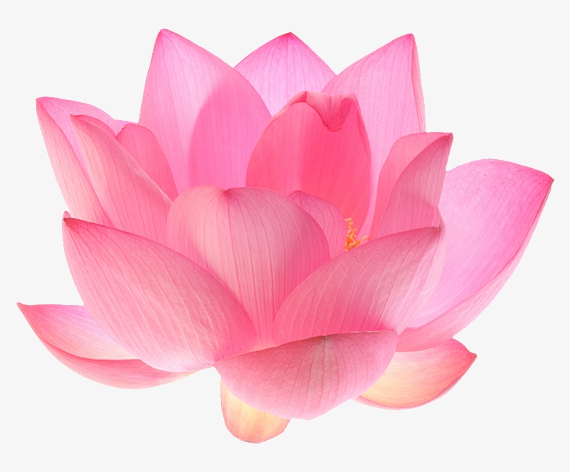 Lotus Flower Transparent - KibrisPDR