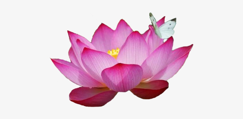 Detail Lotus Flower Transparent Nomer 20