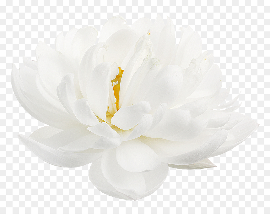 Detail Lotus Flower Transparent Nomer 23