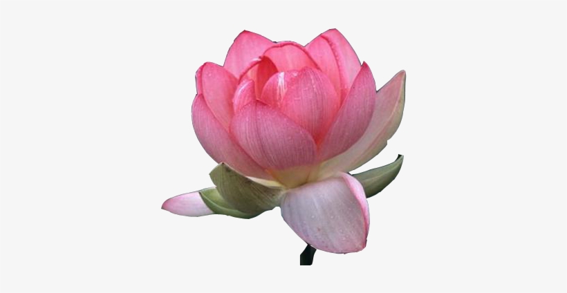 Detail Lotus Flower Transparent Nomer 28