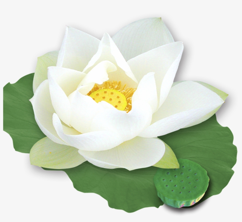 Detail Lotus Flower Transparent Nomer 39