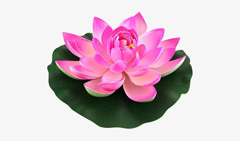 Detail Lotus Flower Transparent Nomer 50