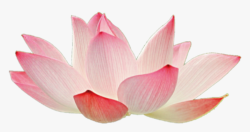 Detail Lotus Flower Transparent Nomer 4