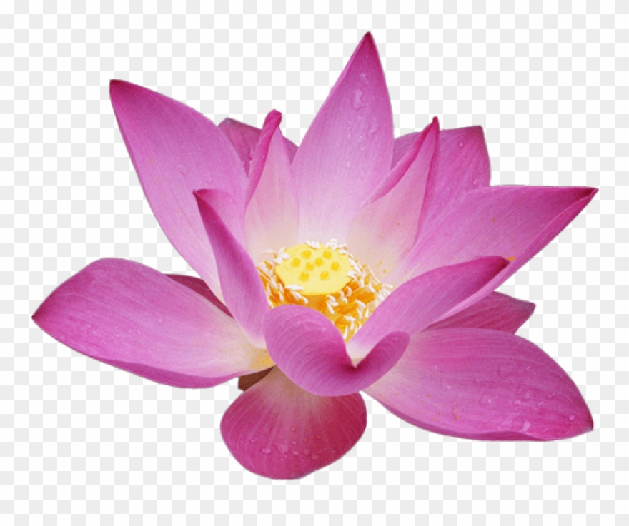 Detail Lotus Flower Transparent Nomer 6