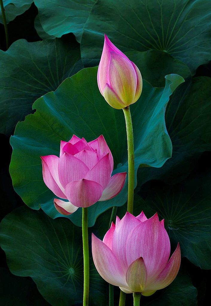 Detail Lotus Flowers Images Nomer 15