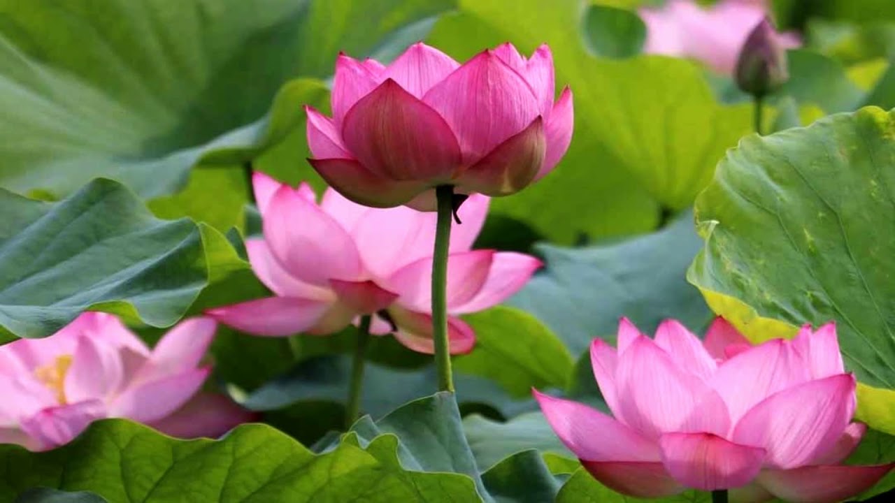 Detail Lotus Flowers Images Nomer 23