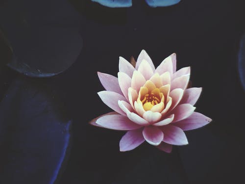 Detail Lotus Flowers Images Nomer 34