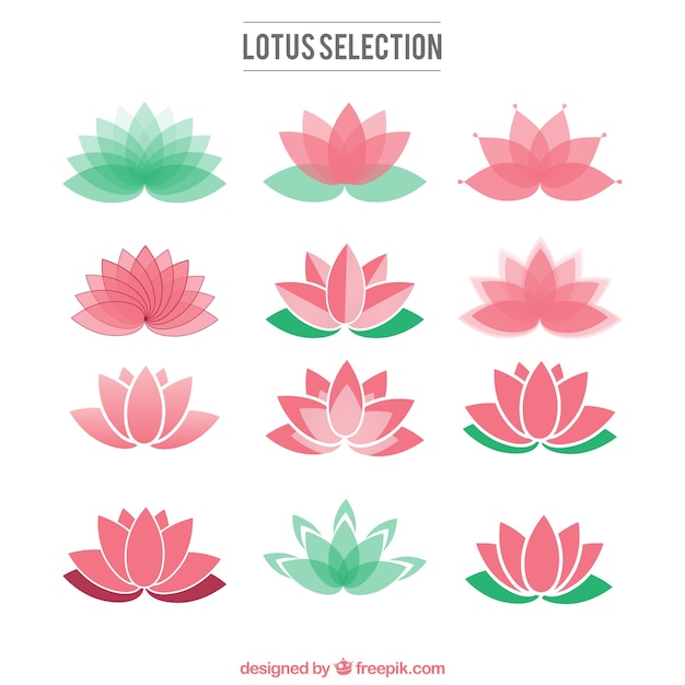 Detail Lotus Images Free Nomer 22