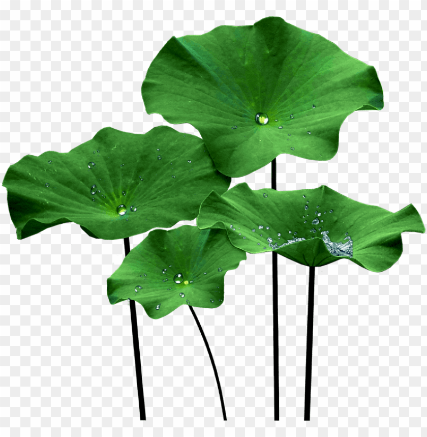 Lotus Leaf Png - KibrisPDR